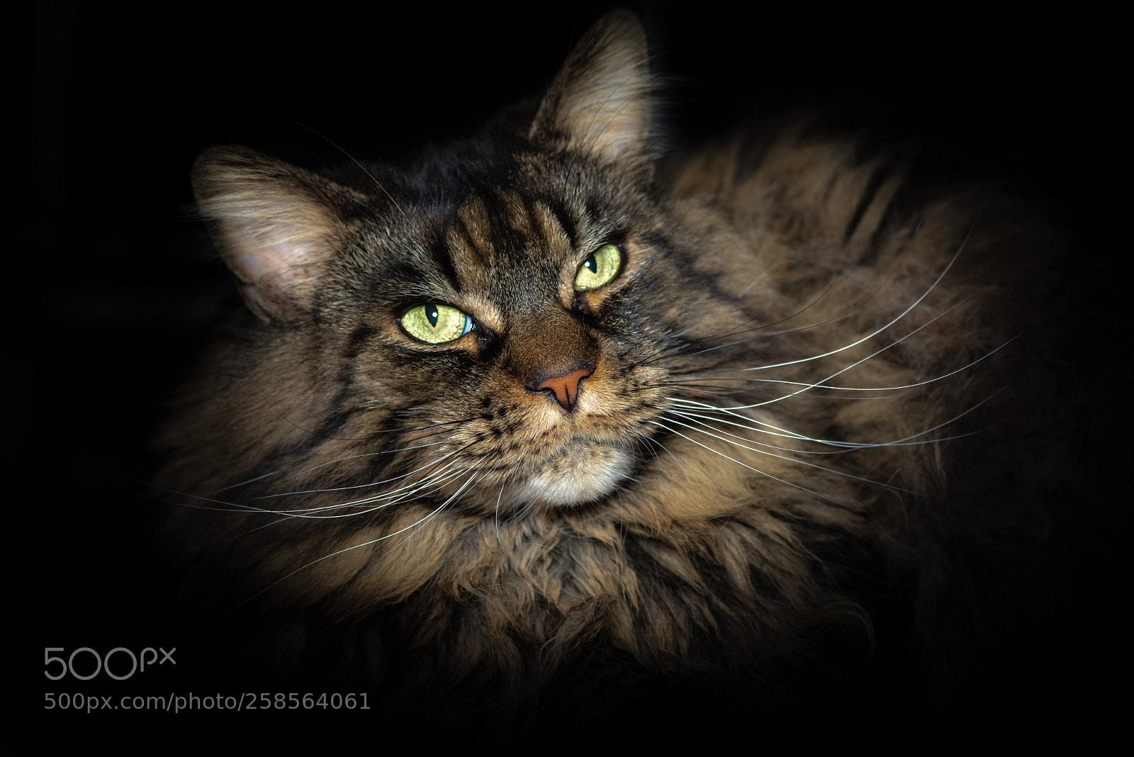 Nikon D610 sample photo. Sunny... photography
