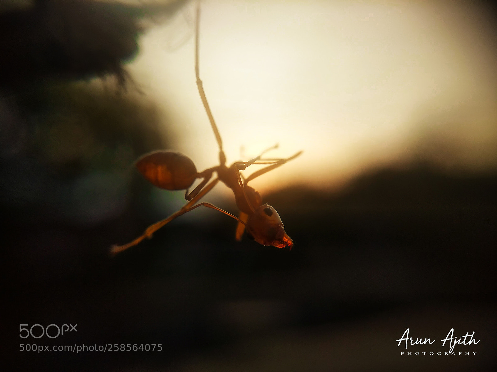 Xiaomi Redmi Note 4 sample photo. Untitled photography
