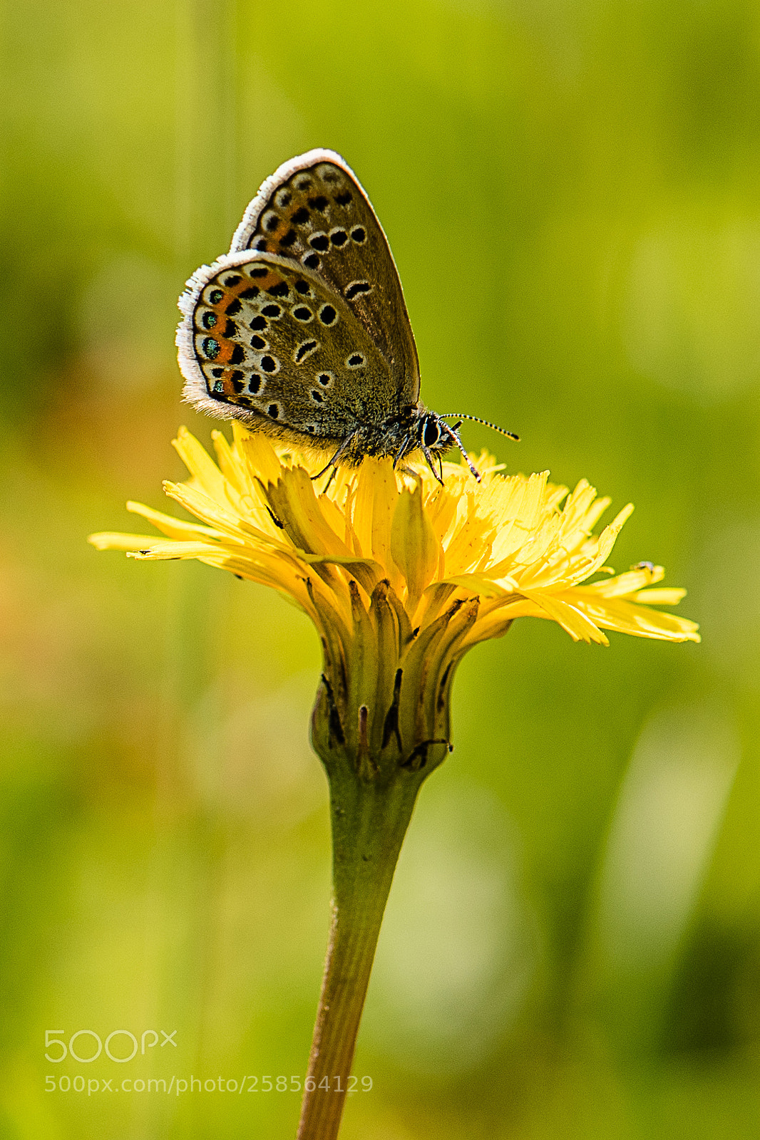 Nikon D750 sample photo. Butterfly photography