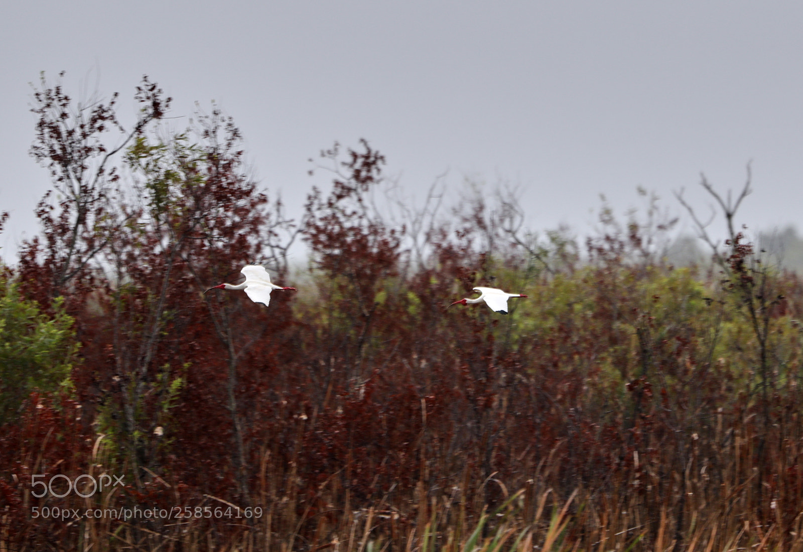 Canon EOS-1D X Mark II sample photo. 05-19-18-0018757.jpg photography