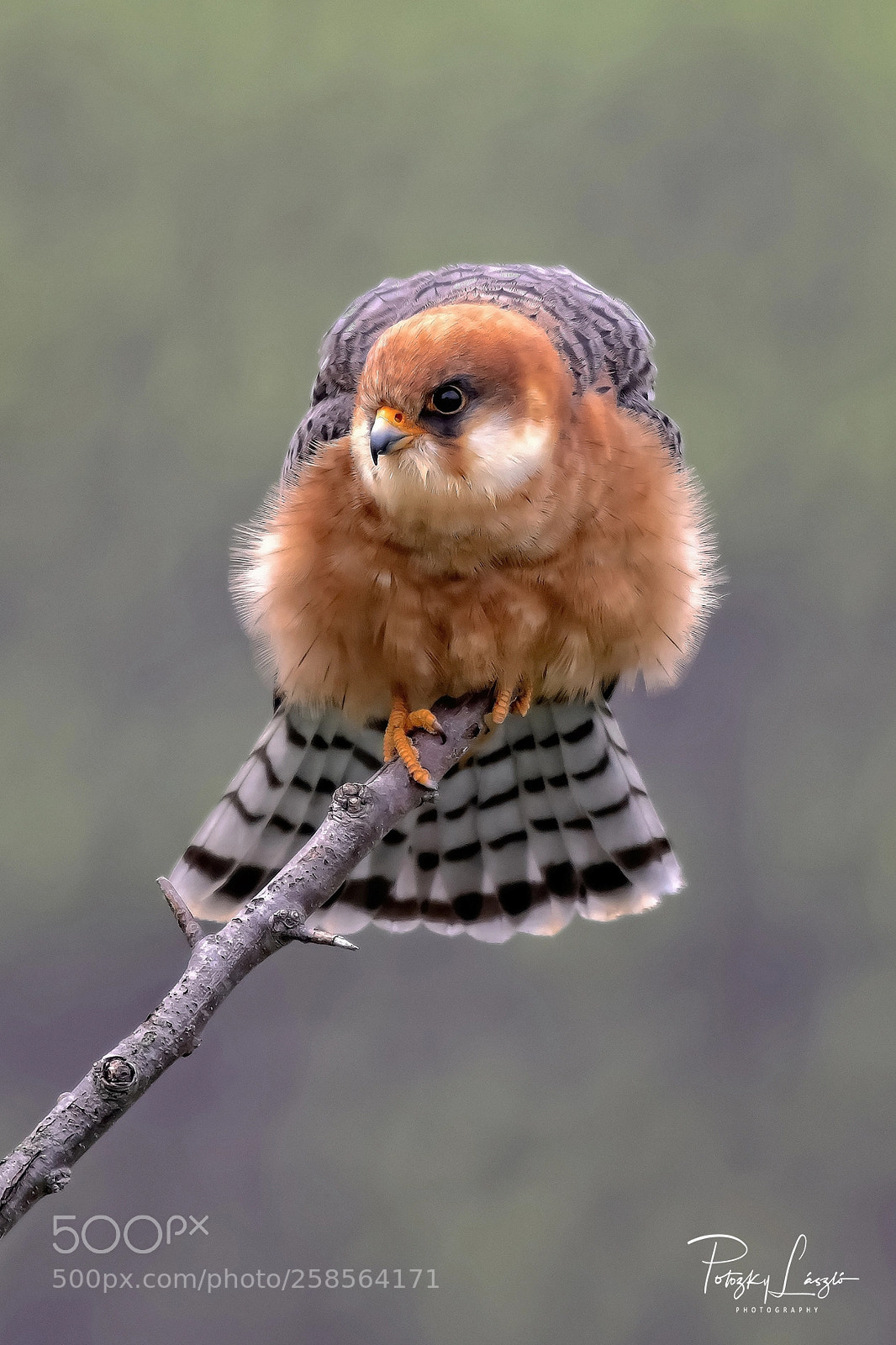 Nikon D850 sample photo. Red-footed falcon photography