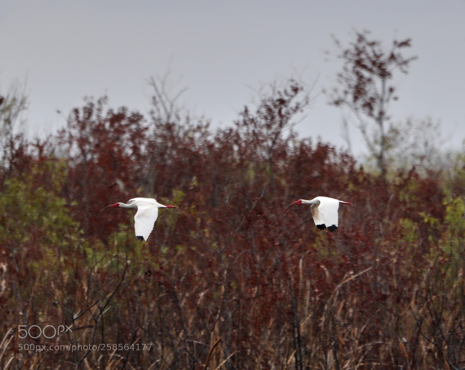 Canon EOS-1D X Mark II sample photo. 05-19-18-0018756.jpg photography