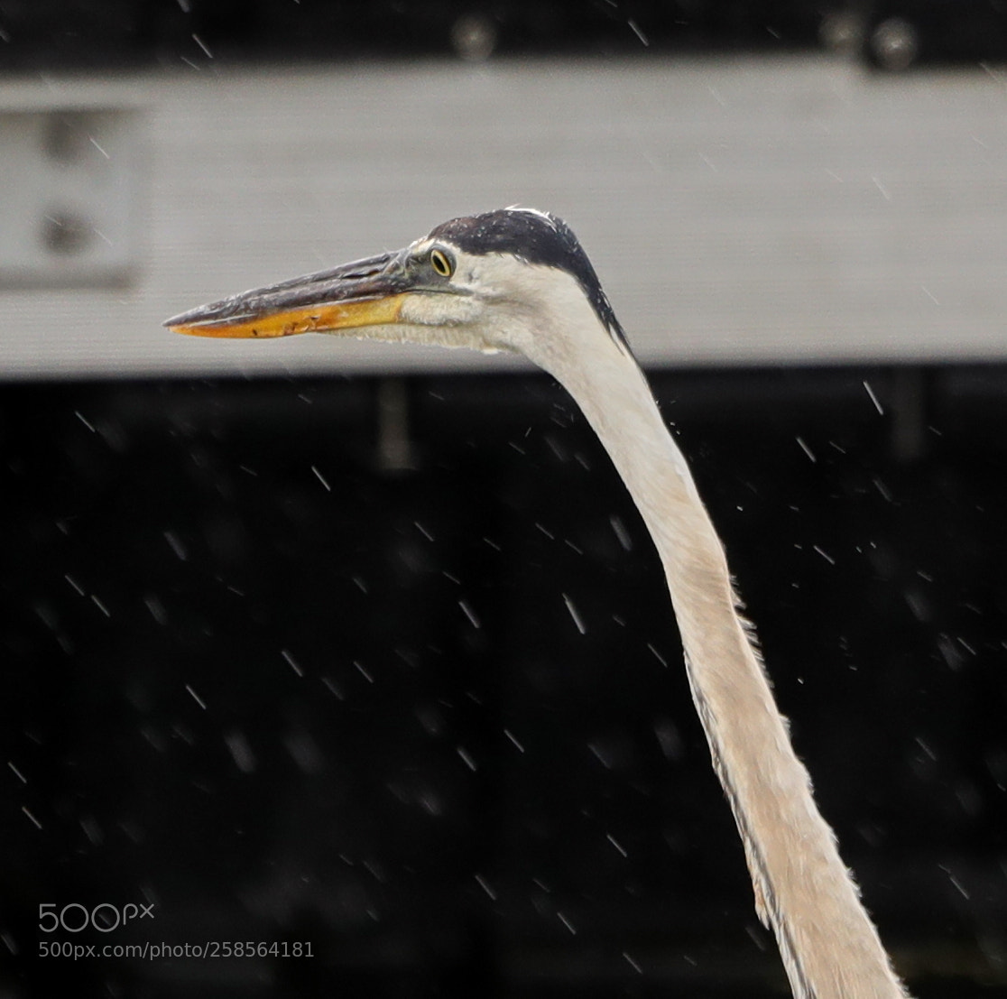 Canon EOS-1D X Mark II sample photo. 05-19-18-0018754.jpg photography