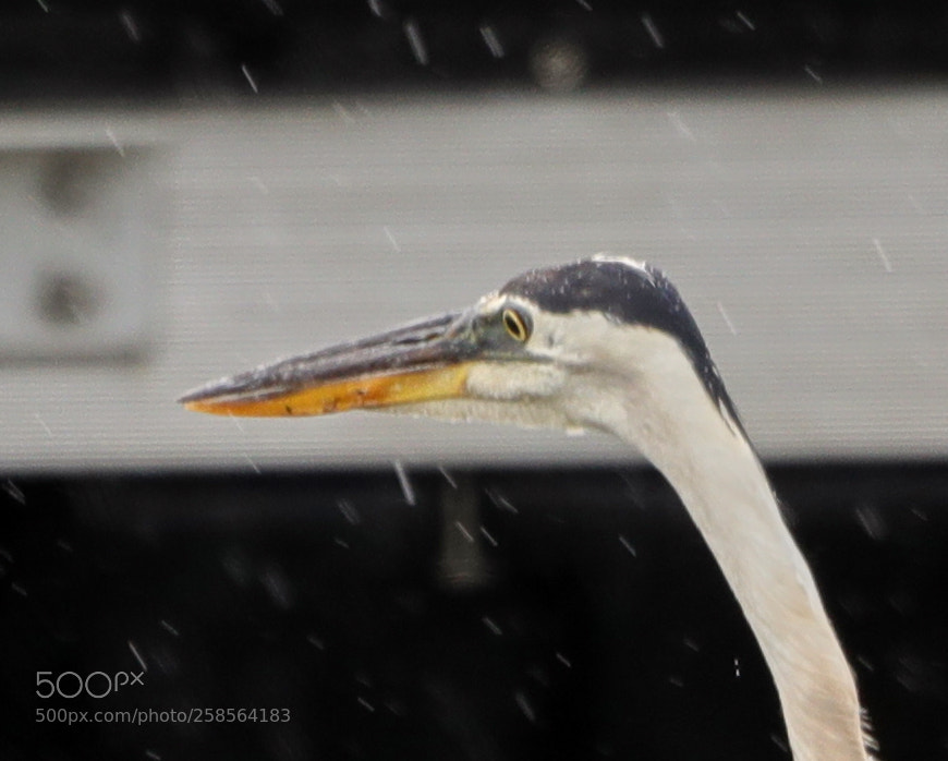 Canon EOS-1D X Mark II sample photo. 05-19-18-0018753.jpg photography