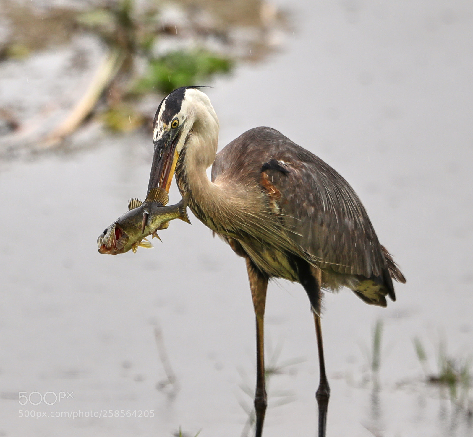 Canon EOS-1D X Mark II sample photo. 05-19-18-0018751.jpg photography