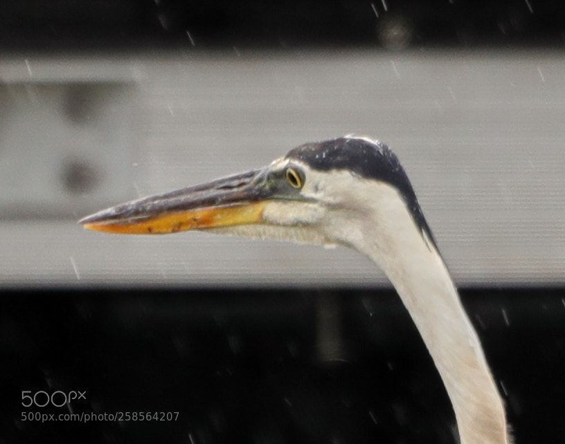 Canon EOS-1D X Mark II sample photo. 05-19-18-0018752.jpg photography
