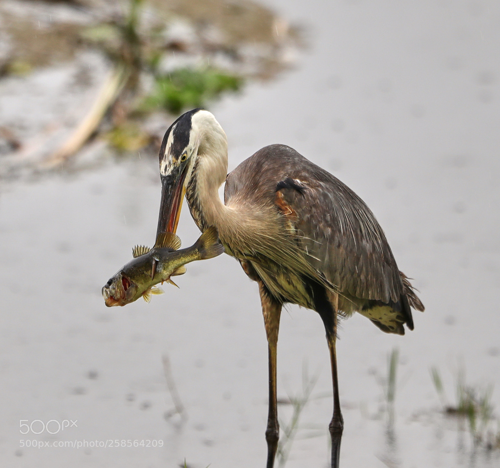 Canon EOS-1D X Mark II sample photo. 05-19-18-0018750.jpg photography
