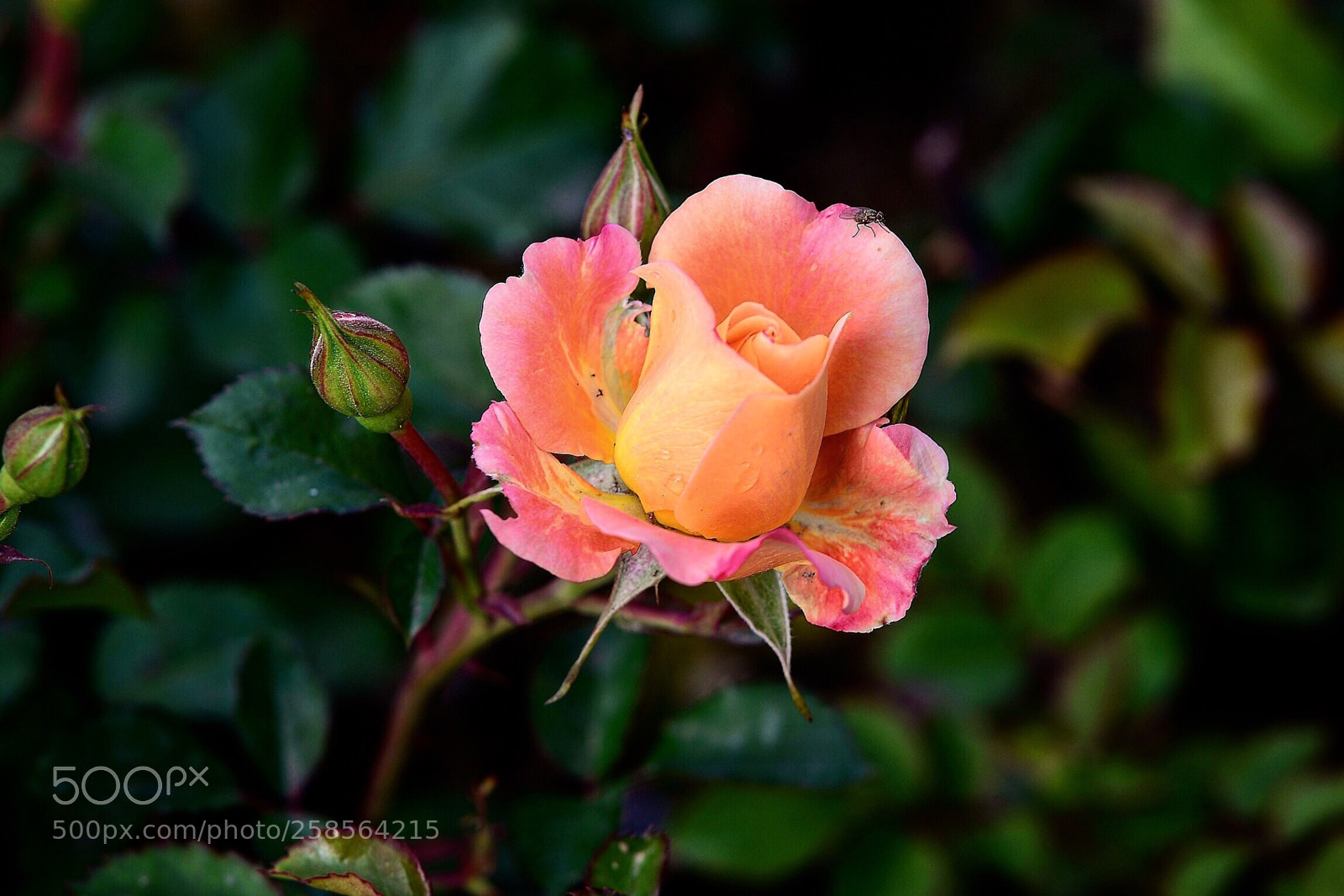 Nikon D610 sample photo. Pinky photography