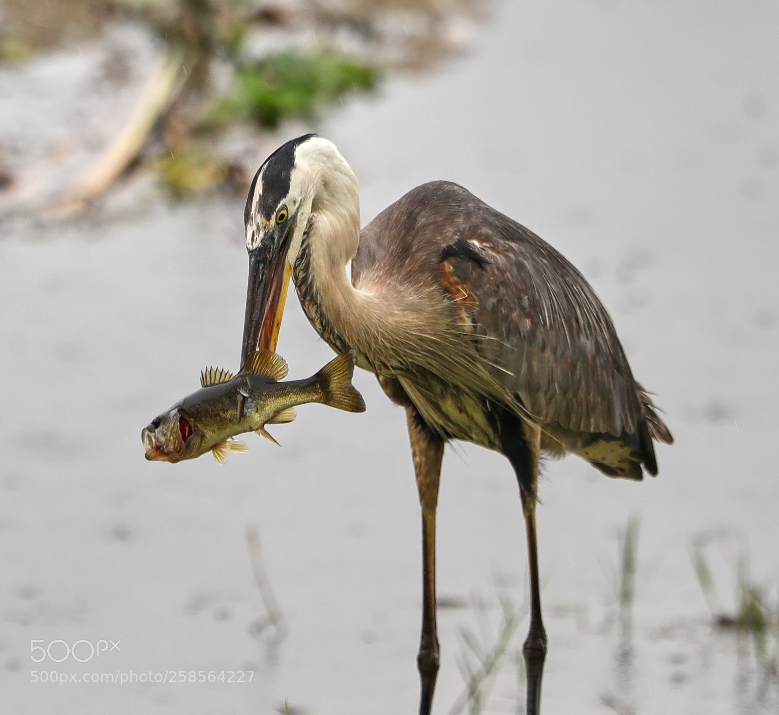Canon EOS-1D X Mark II sample photo. 05-19-18-0018749.jpg photography