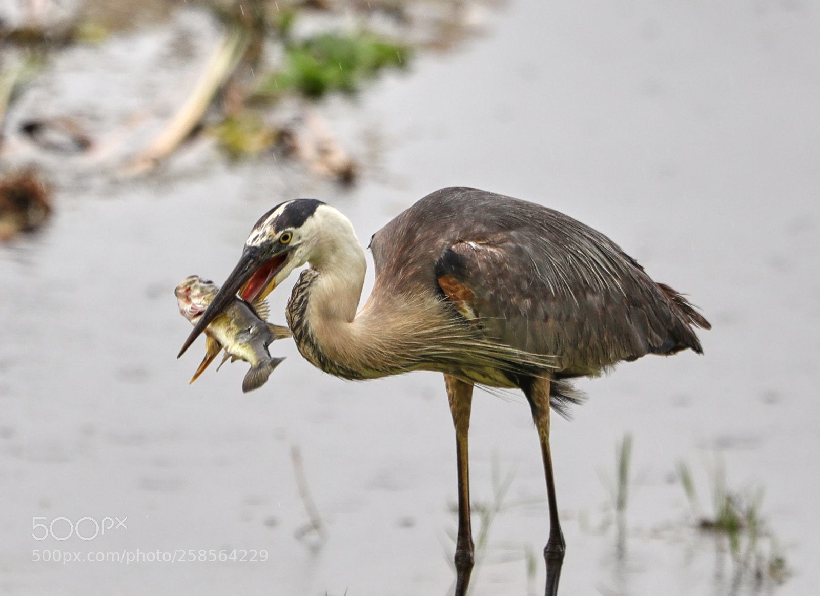 Canon EOS-1D X Mark II sample photo. 05-19-18-0018747.jpg photography