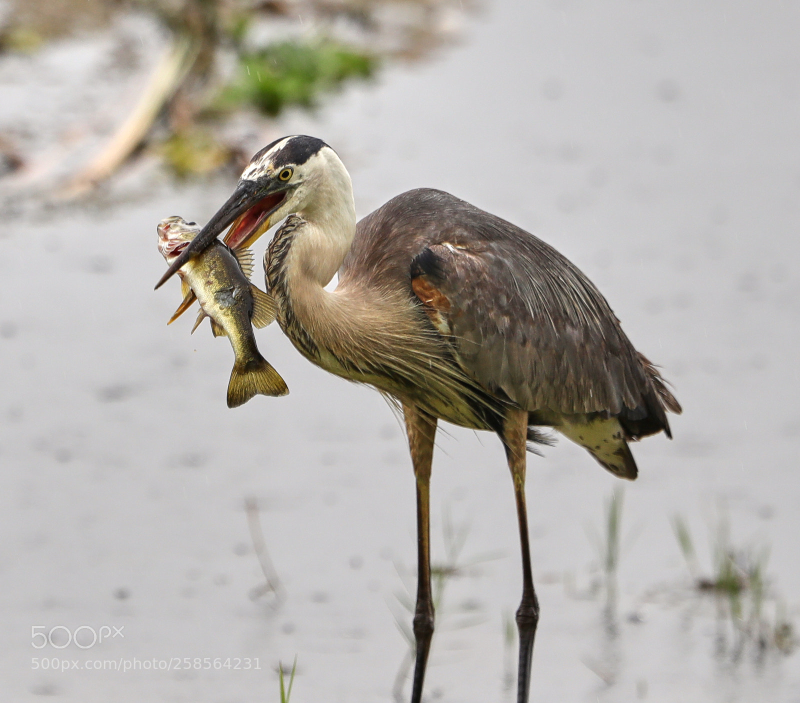Canon EOS-1D X Mark II sample photo. 05-19-18-0018746.jpg photography
