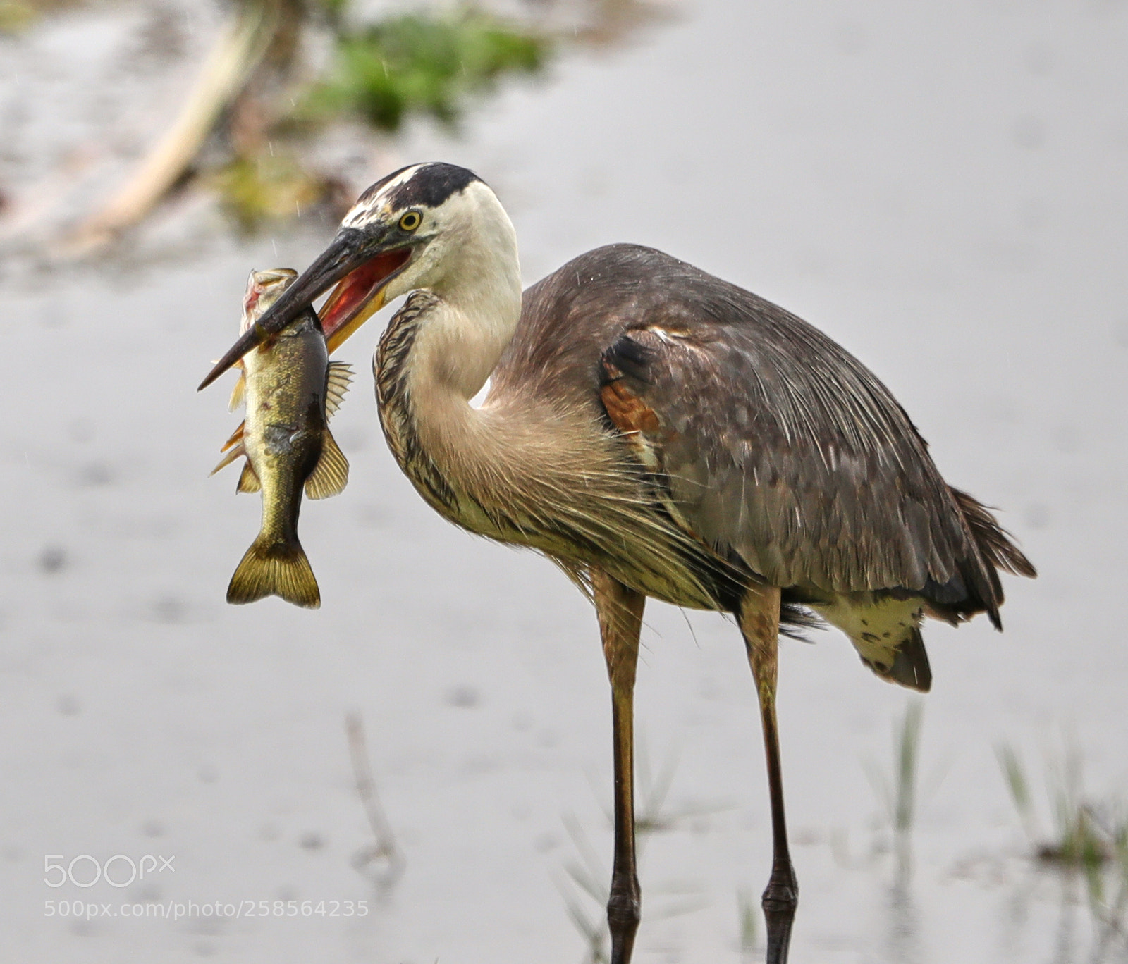 Canon EOS-1D X Mark II sample photo. 05-19-18-0018745.jpg photography