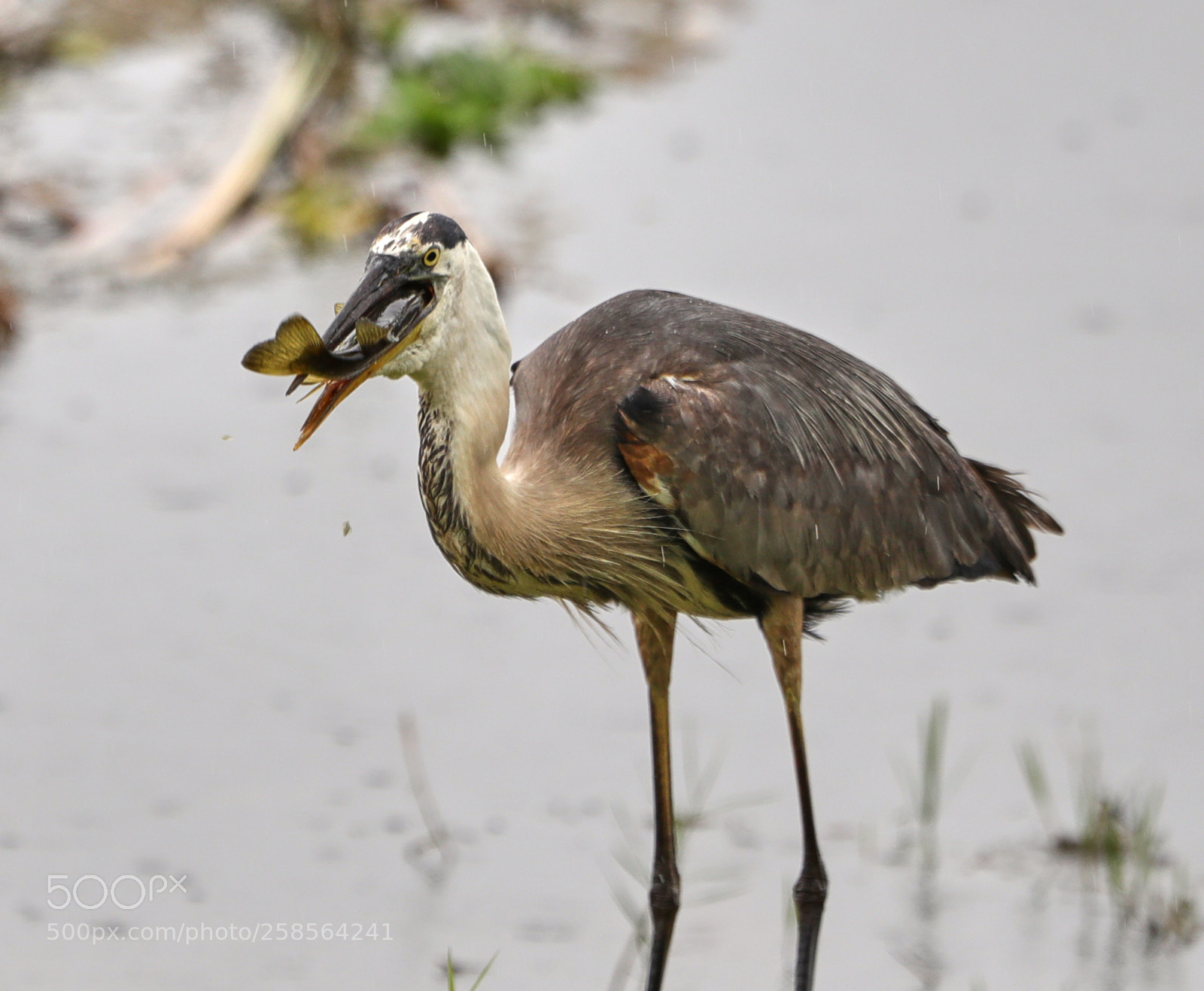 Canon EOS-1D X Mark II sample photo. 05-19-18-0018744.jpg photography