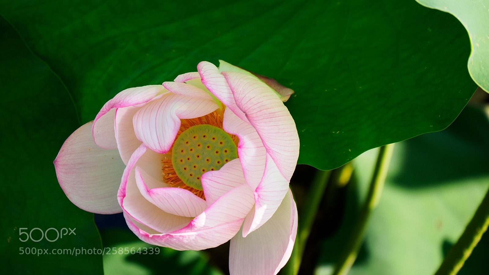 Olympus OM-D E-M5 II sample photo. Loutus photography