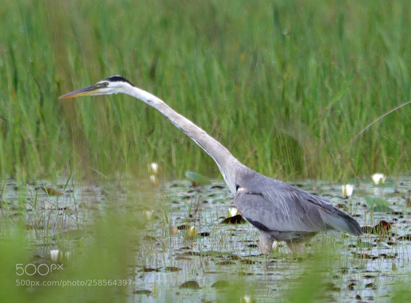 Canon EOS-1D X Mark II sample photo. 05-19-18-0018578.jpg photography