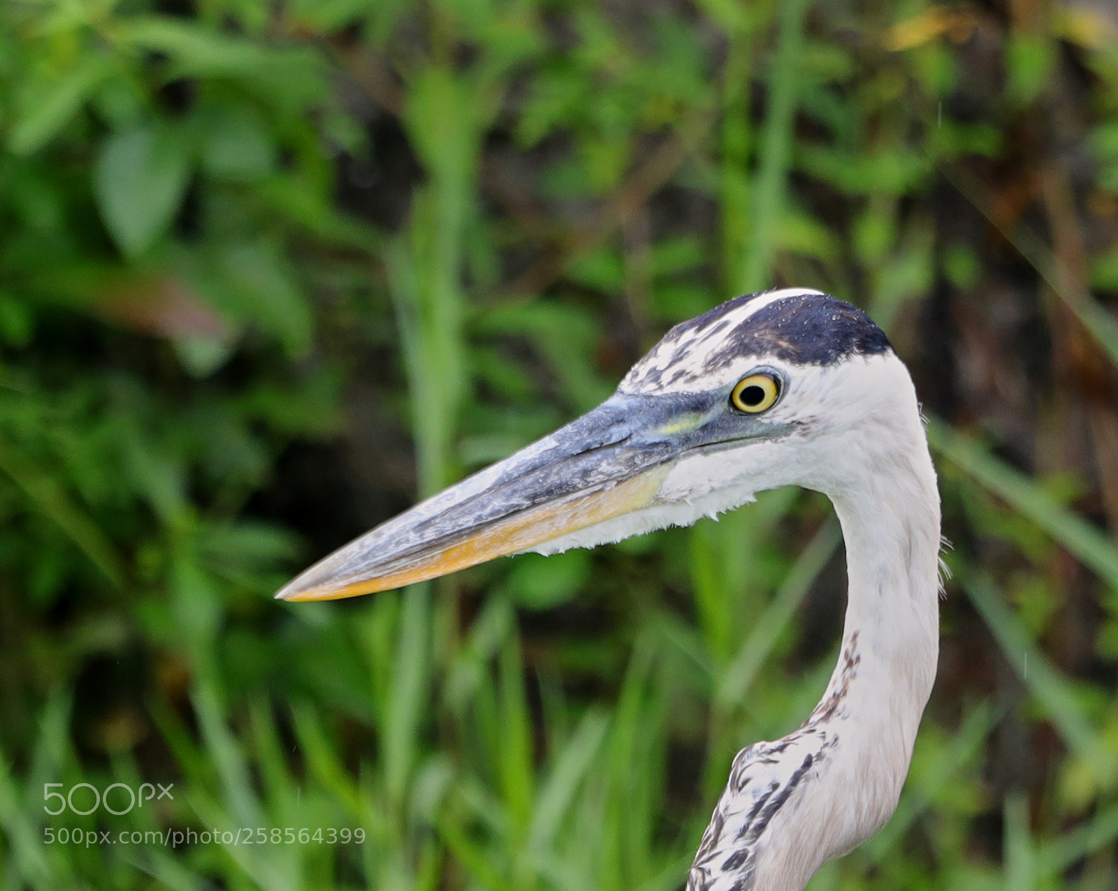 Canon EOS-1D X Mark II sample photo. 05-19-18-0018571.jpg photography