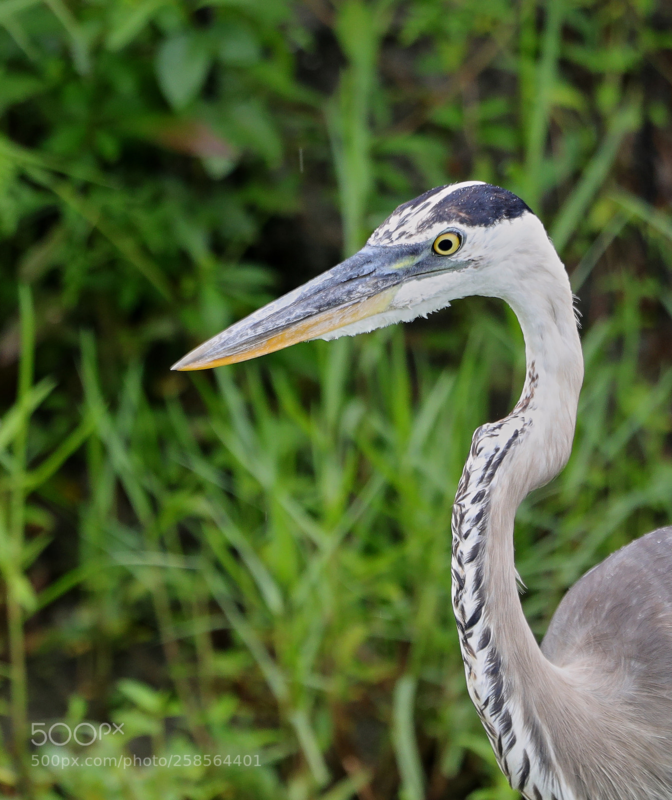 Canon EOS-1D X Mark II sample photo. 05-19-18-0018570.jpg photography