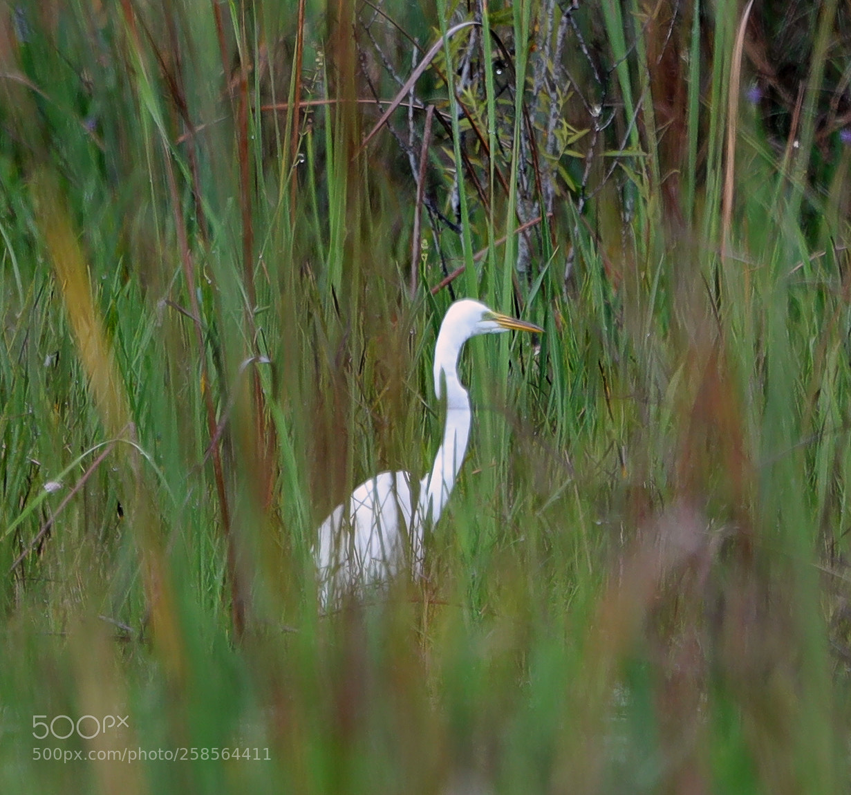 Canon EOS-1D X Mark II sample photo. 05-19-18-0018575.jpg photography