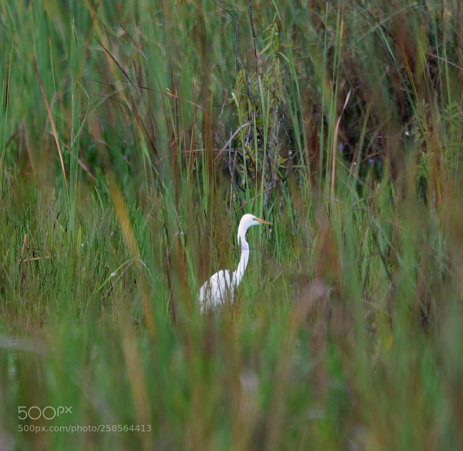 Canon EOS-1D X Mark II sample photo. 05-19-18-0018576.jpg photography