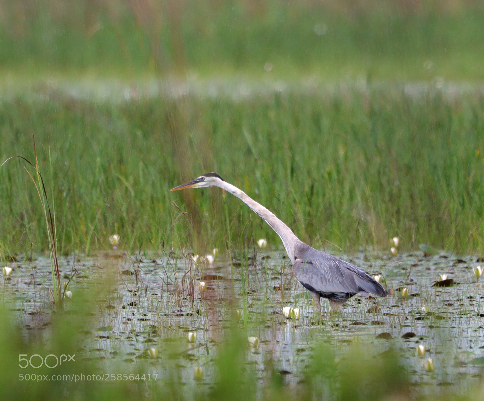 Canon EOS-1D X Mark II sample photo. 05-19-18-0018577.jpg photography
