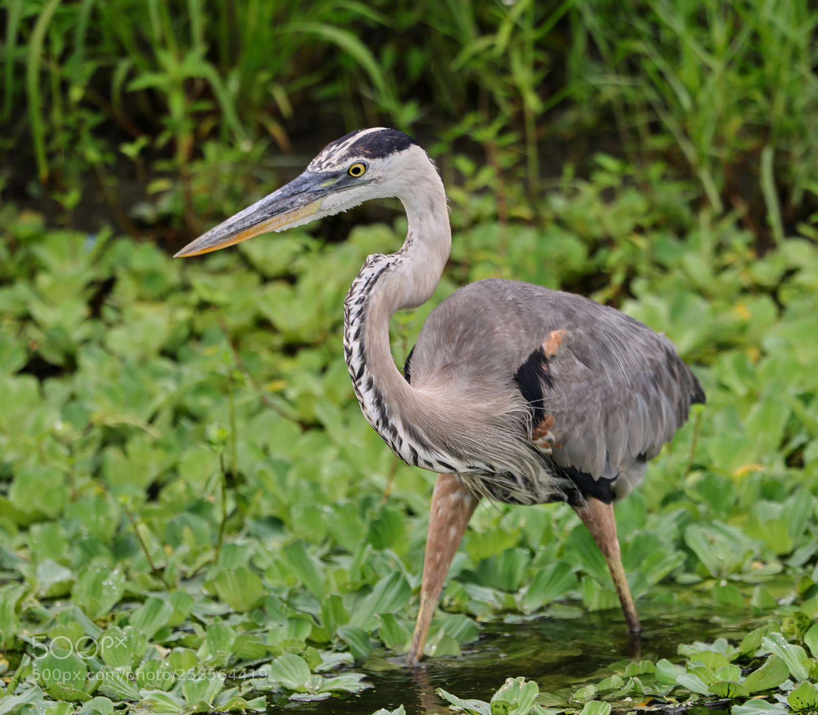 Canon EOS-1D X Mark II sample photo. 05-19-18-0018564.jpg photography