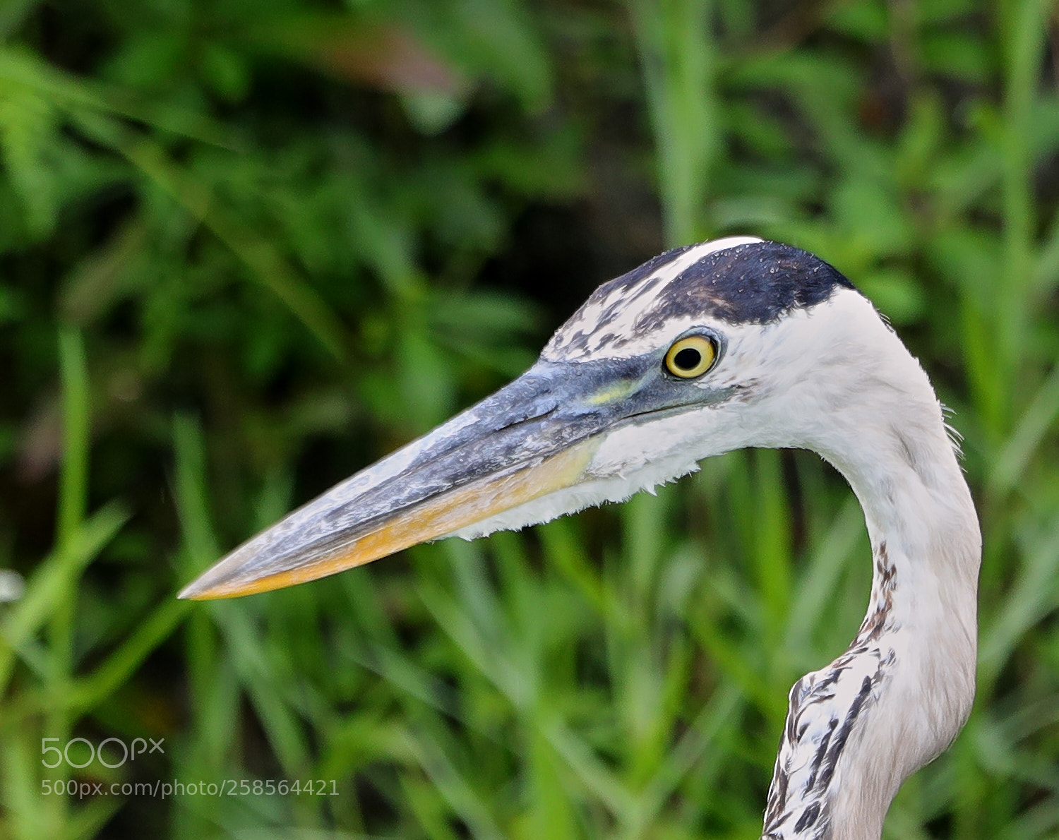Canon EOS-1D X Mark II sample photo. 05-19-18-0018569.jpg photography