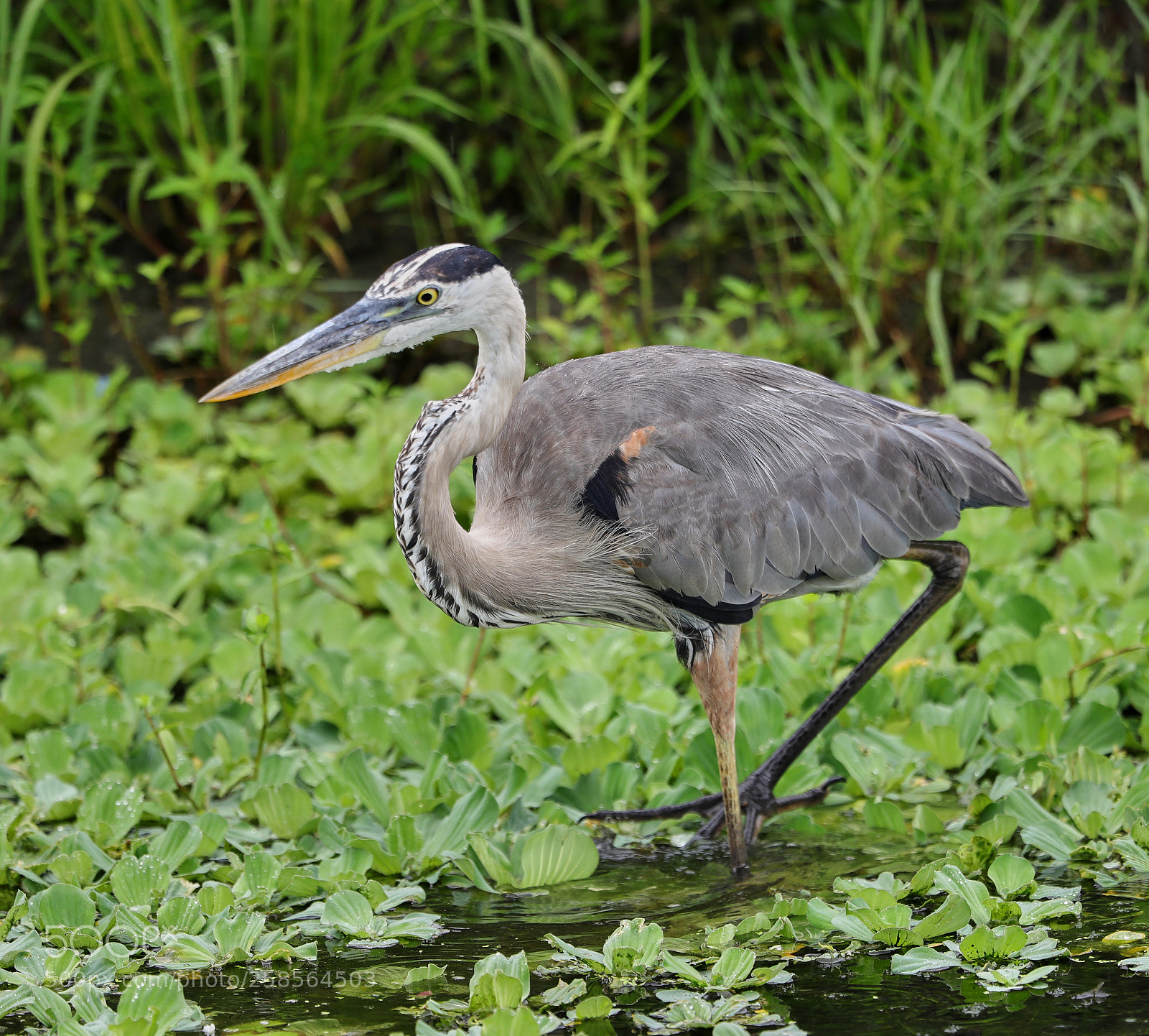 Canon EOS-1D X Mark II sample photo. 05-19-18-0018563.jpg photography
