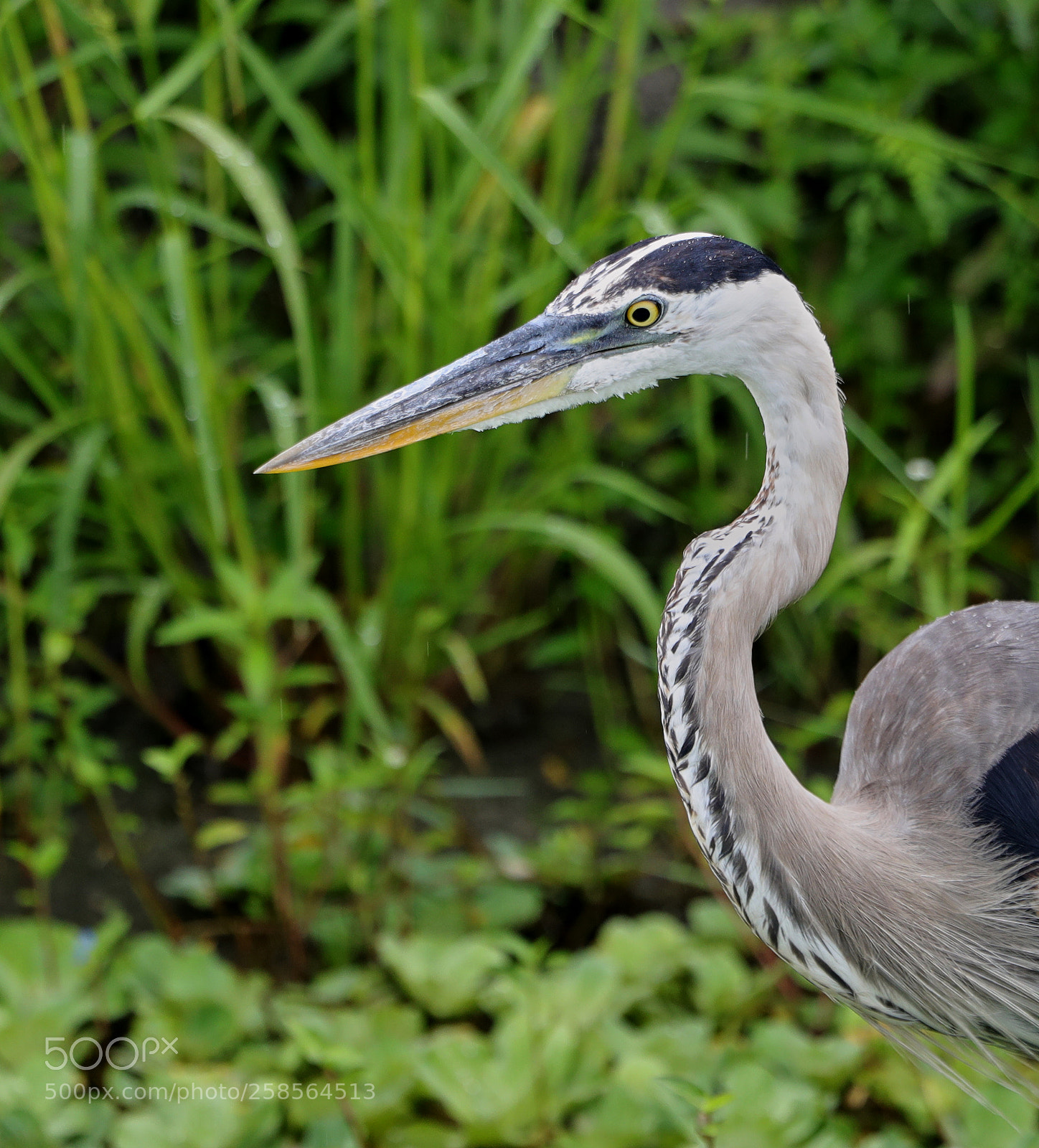 Canon EOS-1D X Mark II sample photo. 05-19-18-0018561.jpg photography