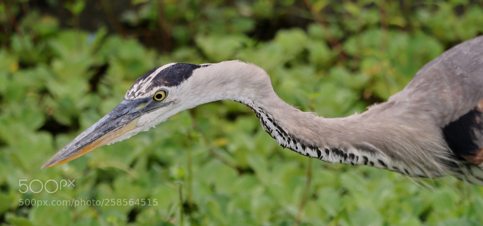 Canon EOS-1D X Mark II sample photo. 05-19-18-0018568.jpg photography