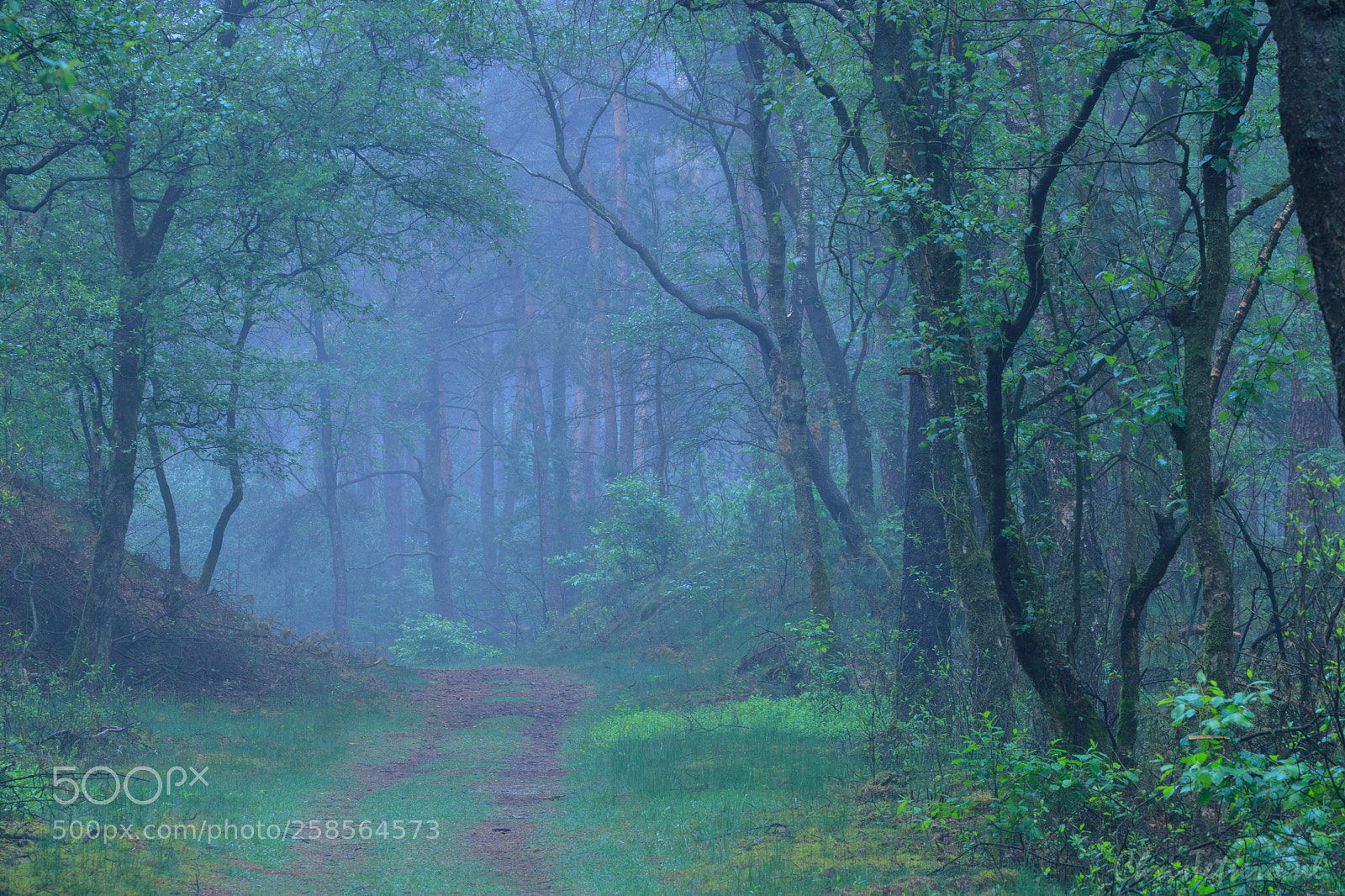 Canon EOS 80D sample photo. Foggy harskamperdennen photography