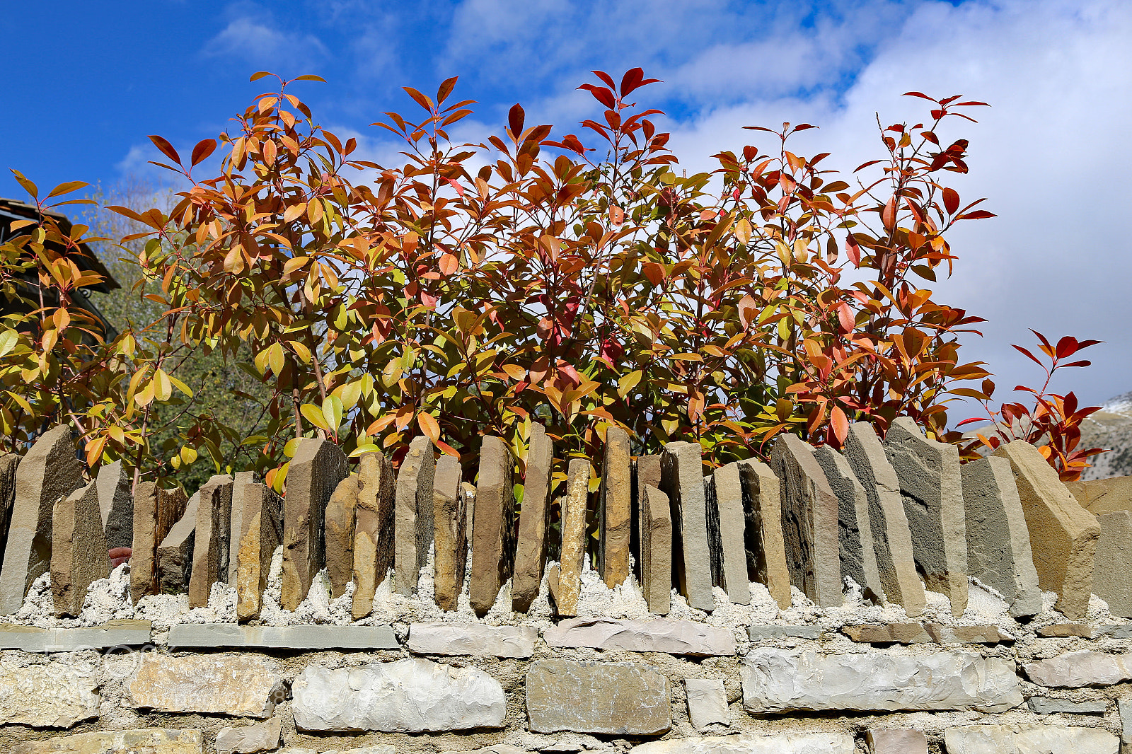 Canon EOS 6D sample photo. Foliage photography
