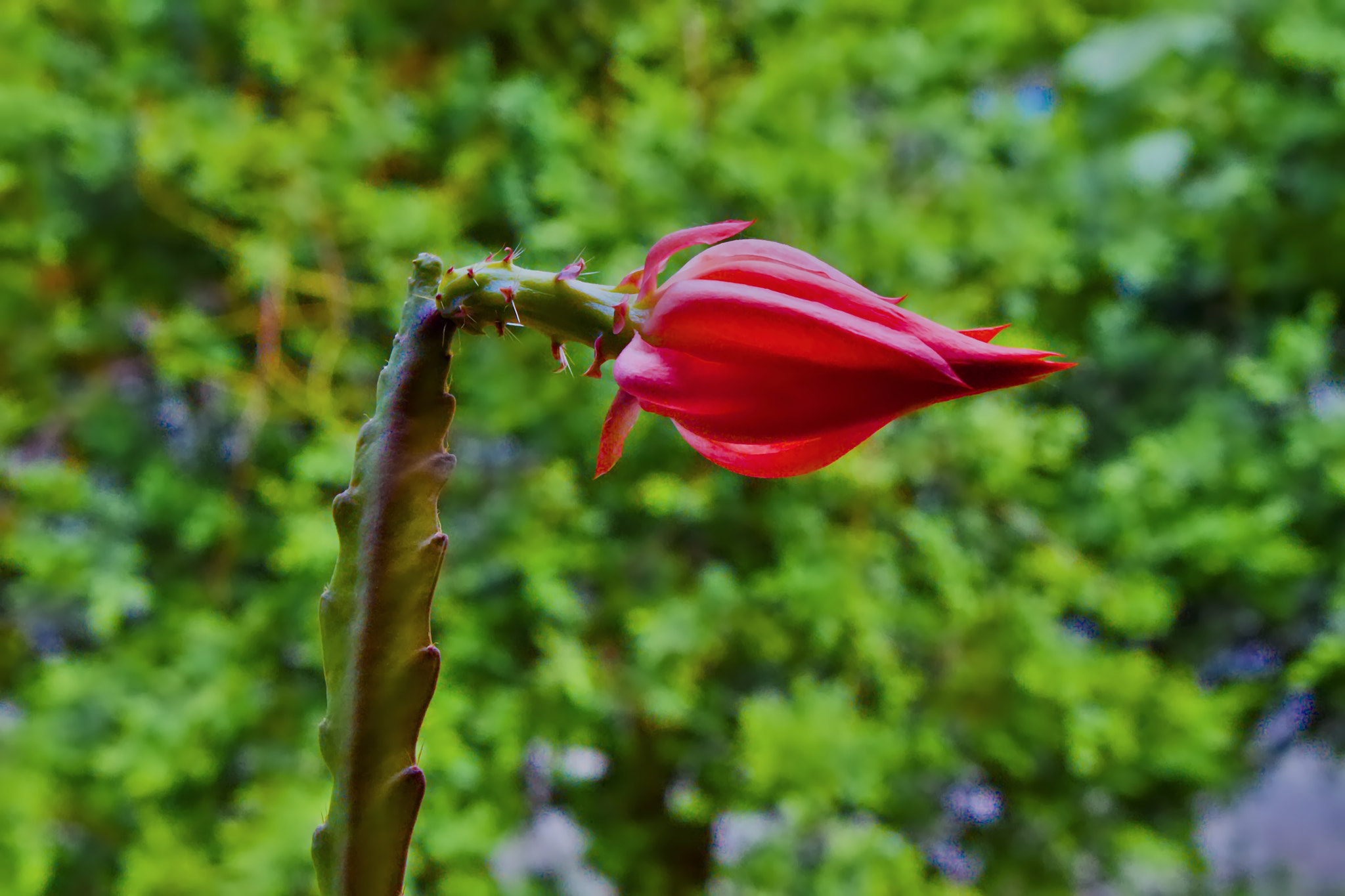 Canon EOS 50D sample photo. Flower of cactus. photography