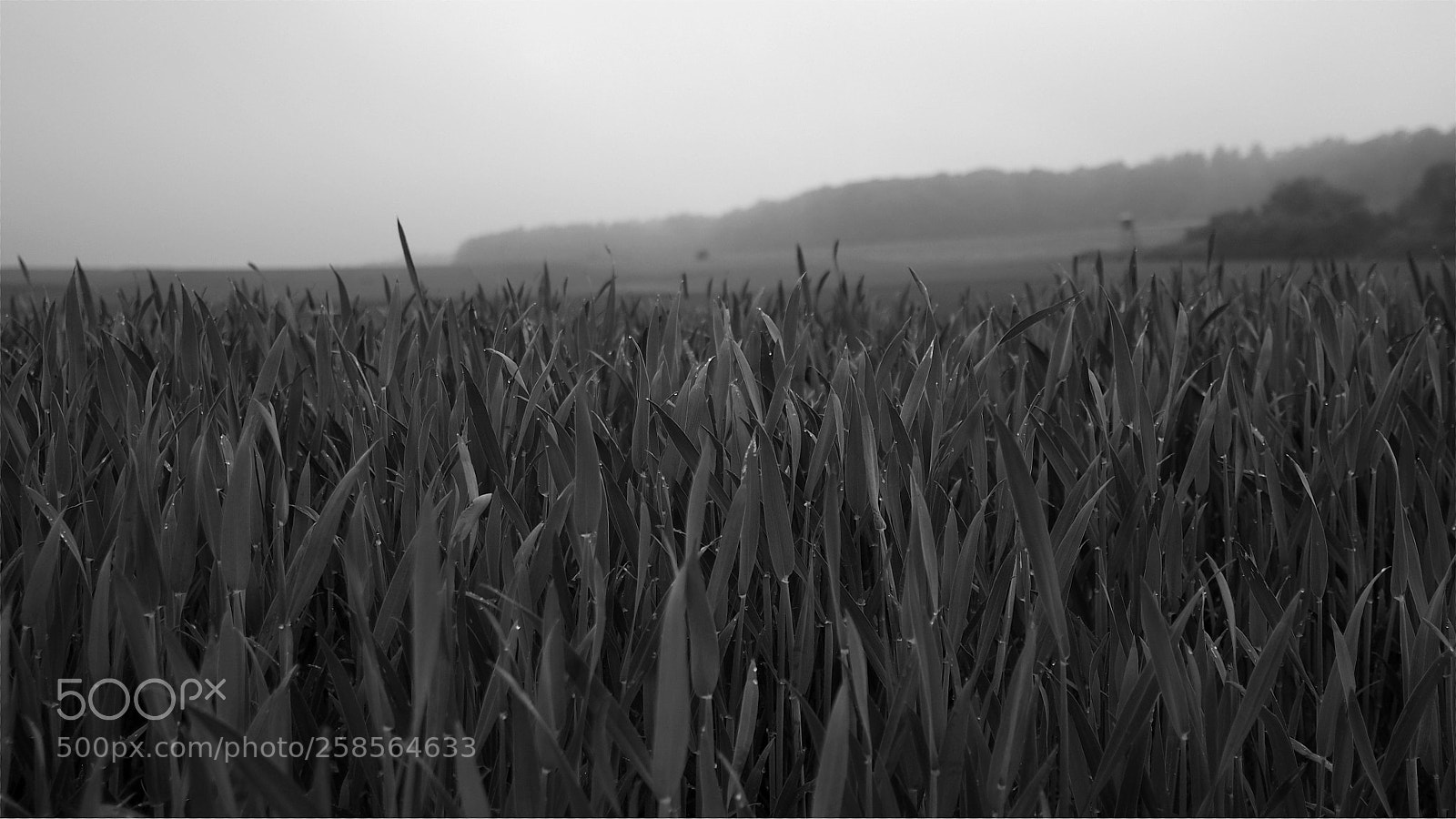 Olympus OM-D E-M10 III sample photo. Early morning mist photography