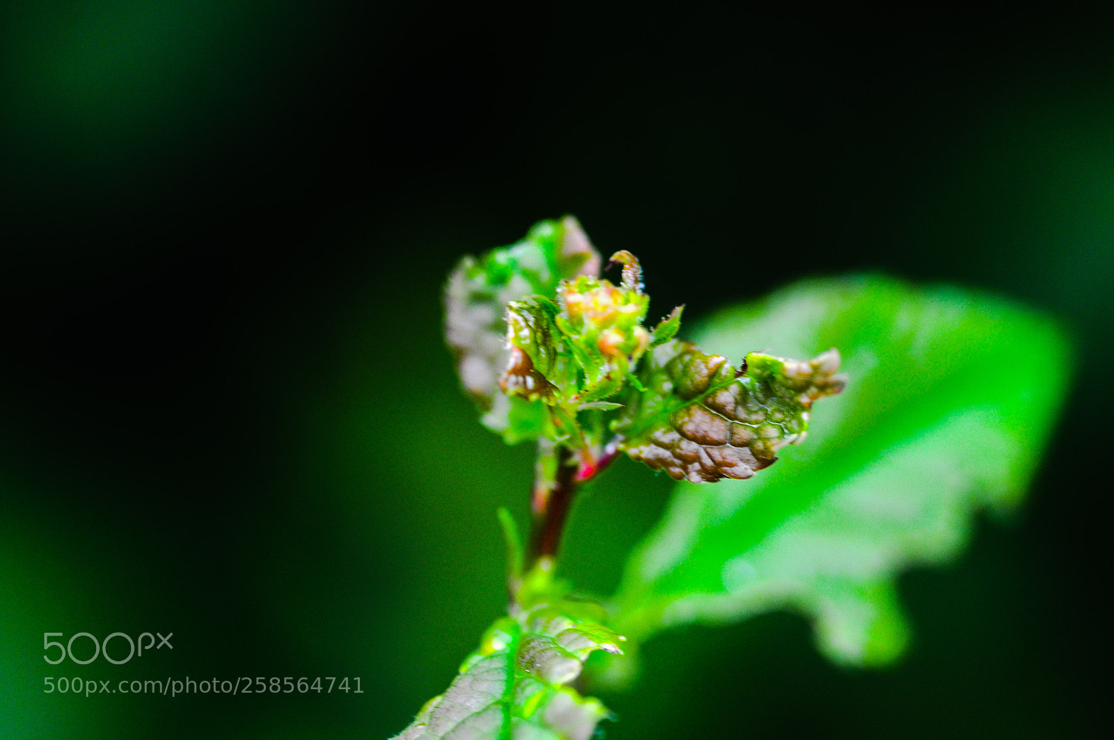 Nikon D90 sample photo. Monstroplante 2 photography