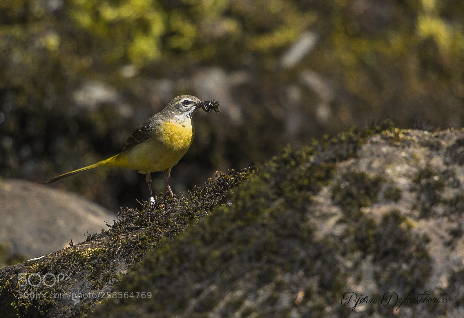 Canon EOS-1D X Mark II sample photo. Gray wagtail with food photography