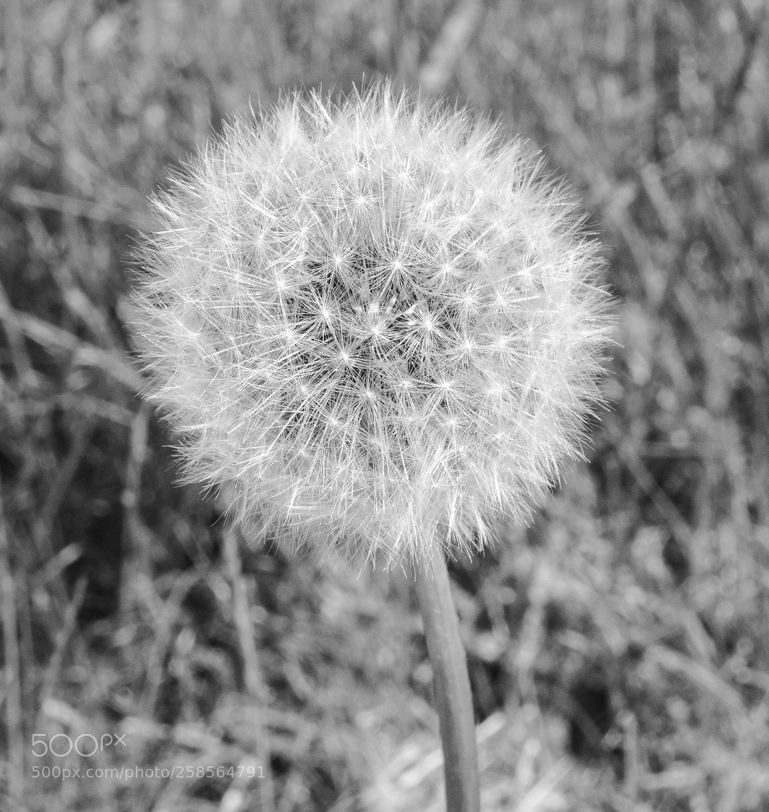 Sony a7R II sample photo. Close up dandelion spores photography