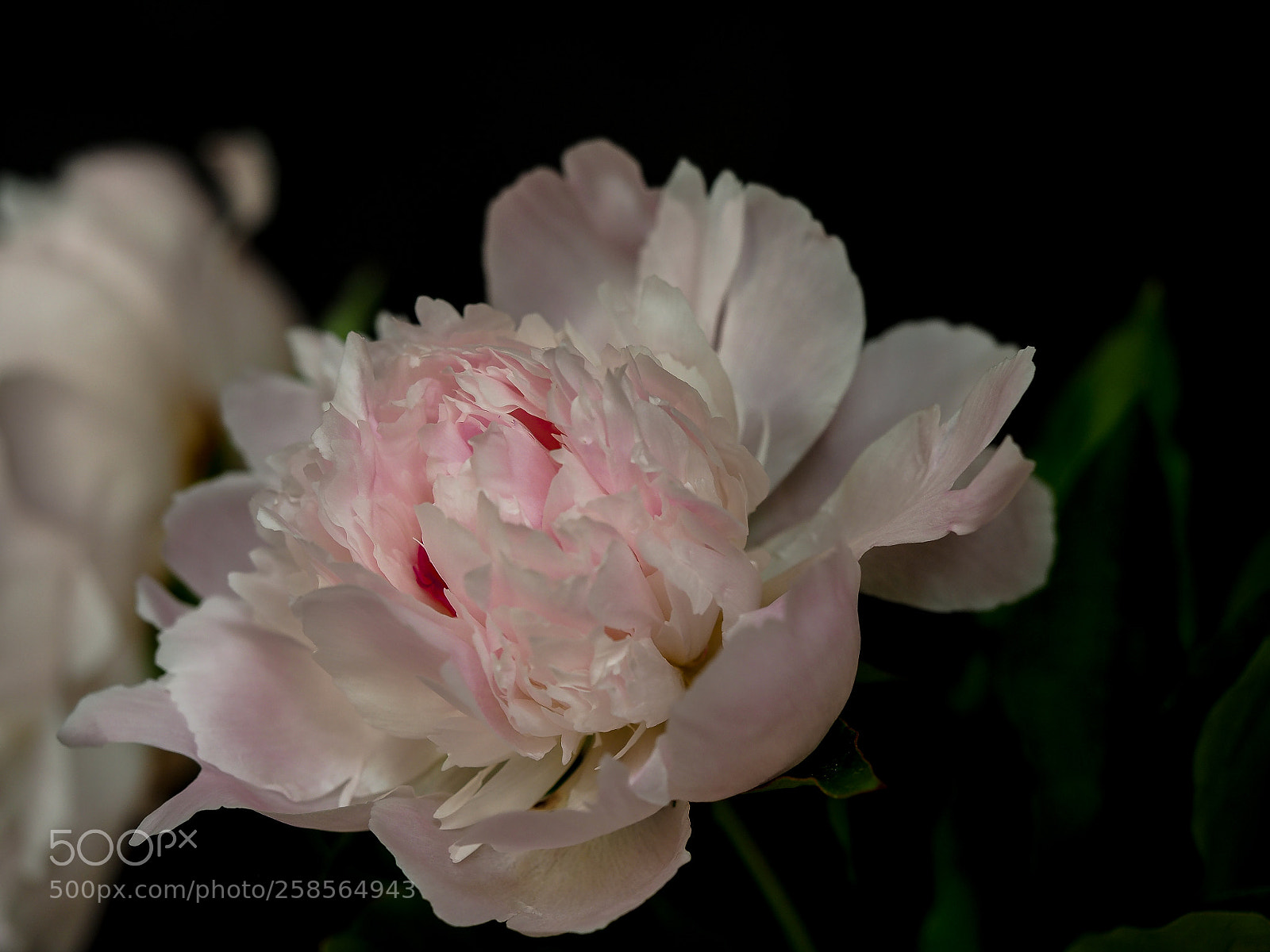 Olympus OM-D E-M5 II sample photo. Paeonia photography