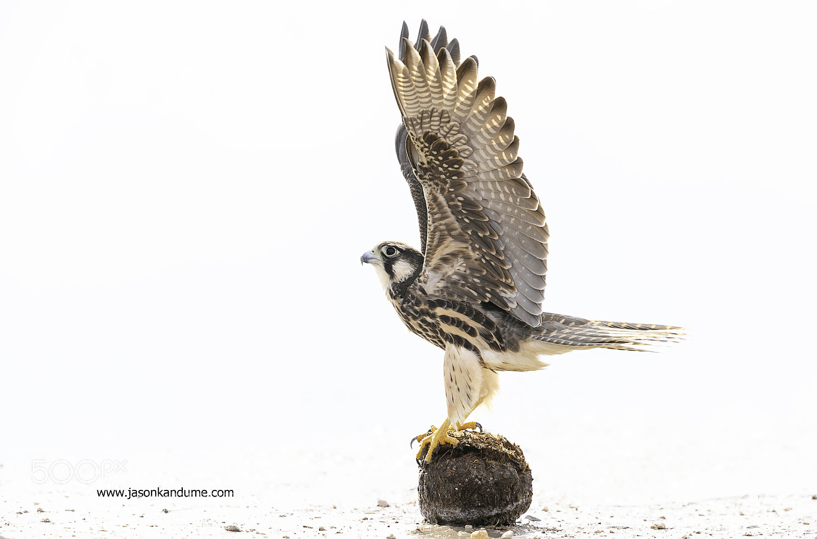 Canon EOS-1D X Mark II sample photo. A falcon trying to photography