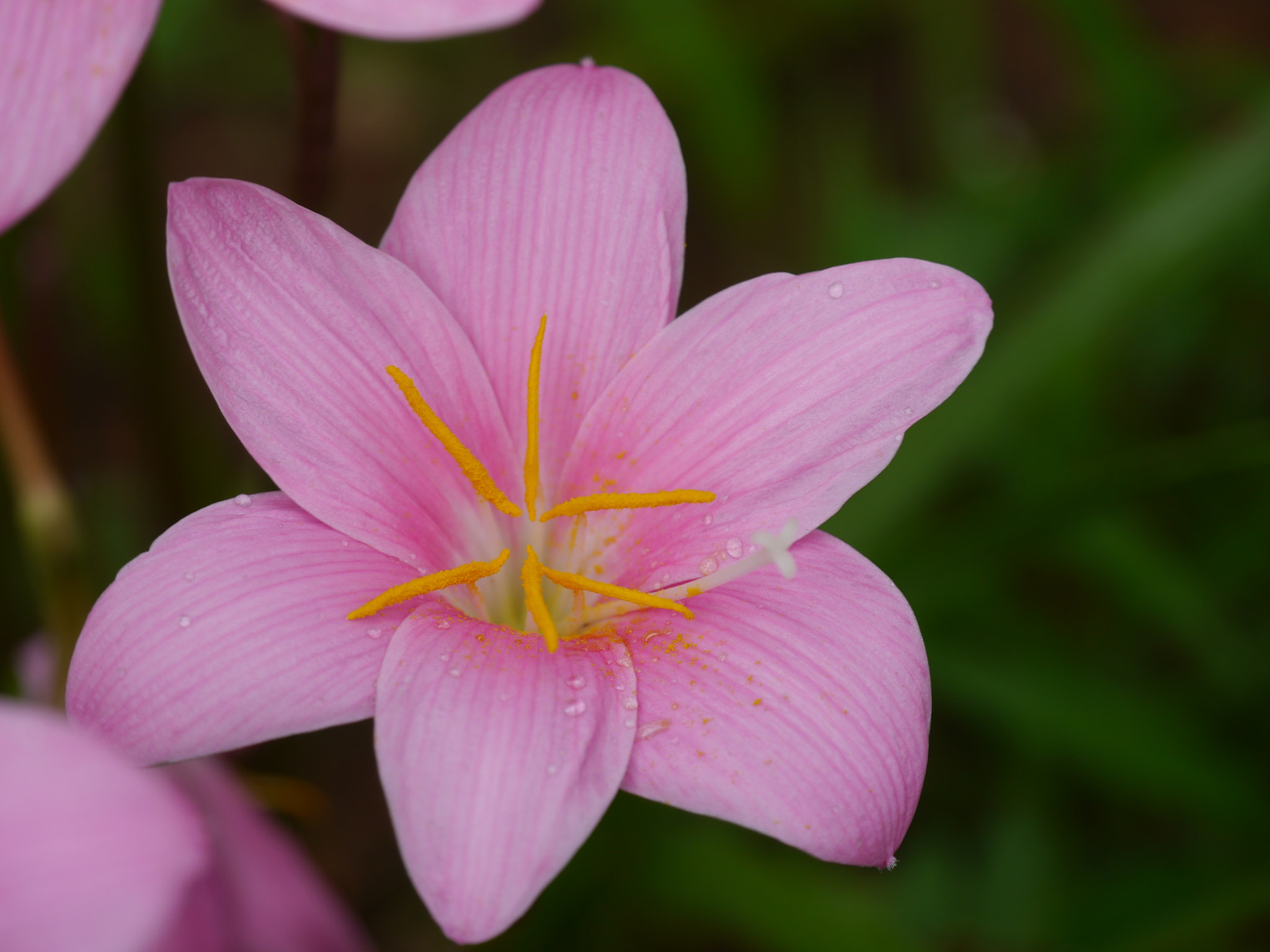 Panasonic Lumix DMC-G5 sample photo. Rose photography