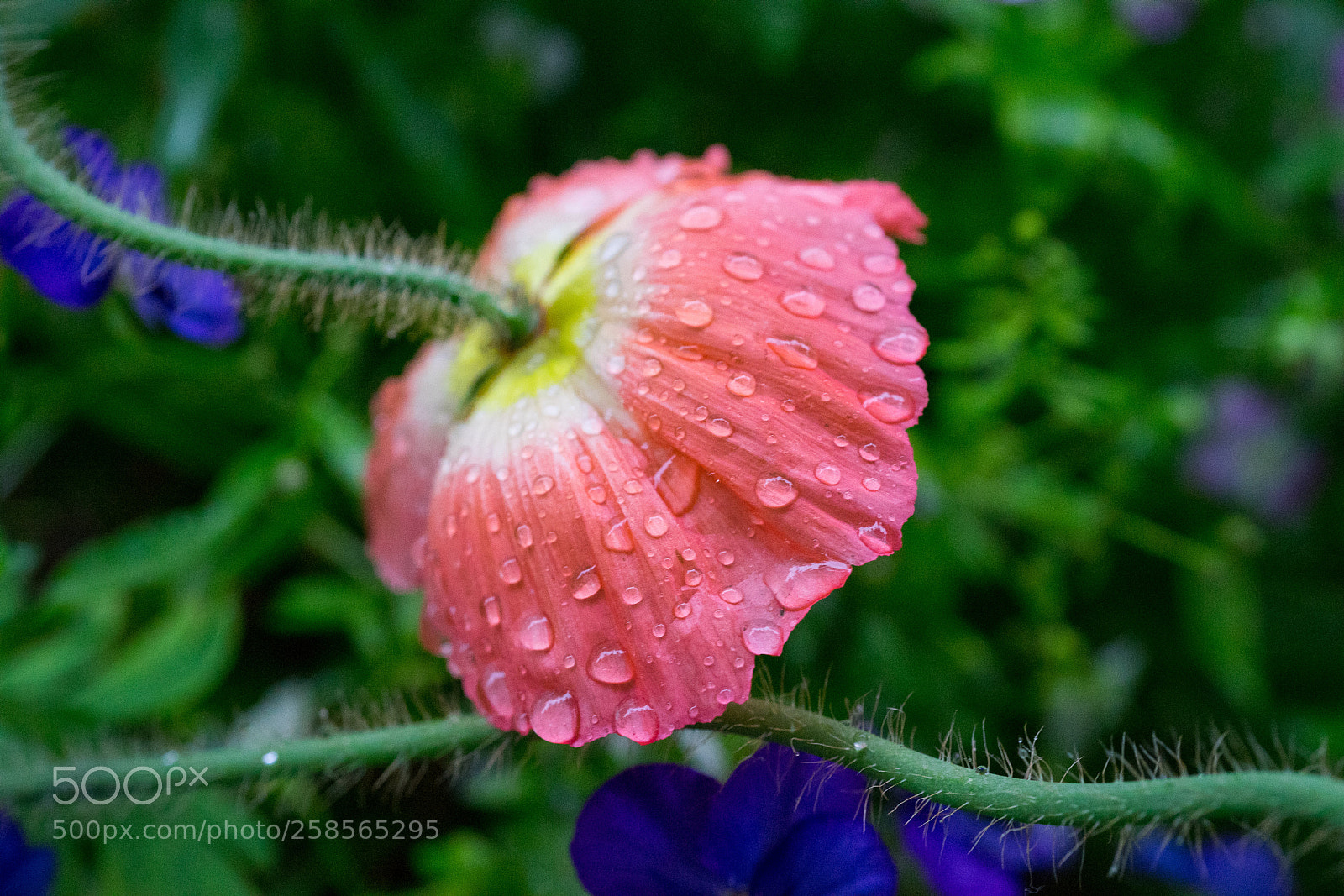 Sony a7 sample photo. Flower in rain photography