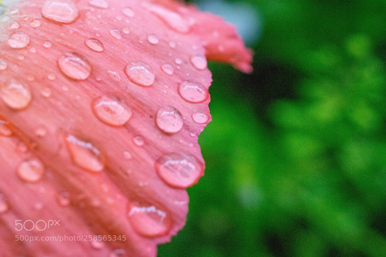 Sony a7 sample photo. Untitled photography