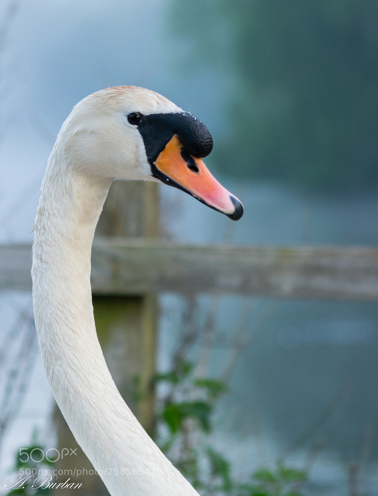 Nikon D5300 sample photo. Swan photography