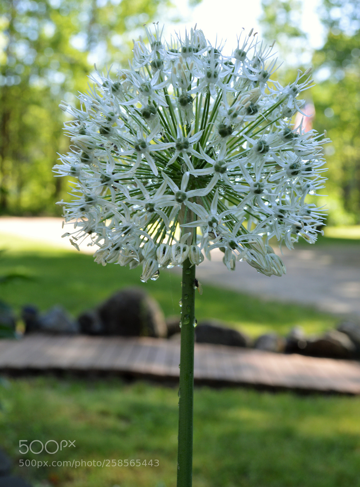 Nikon D3200 sample photo. Rain flower photography