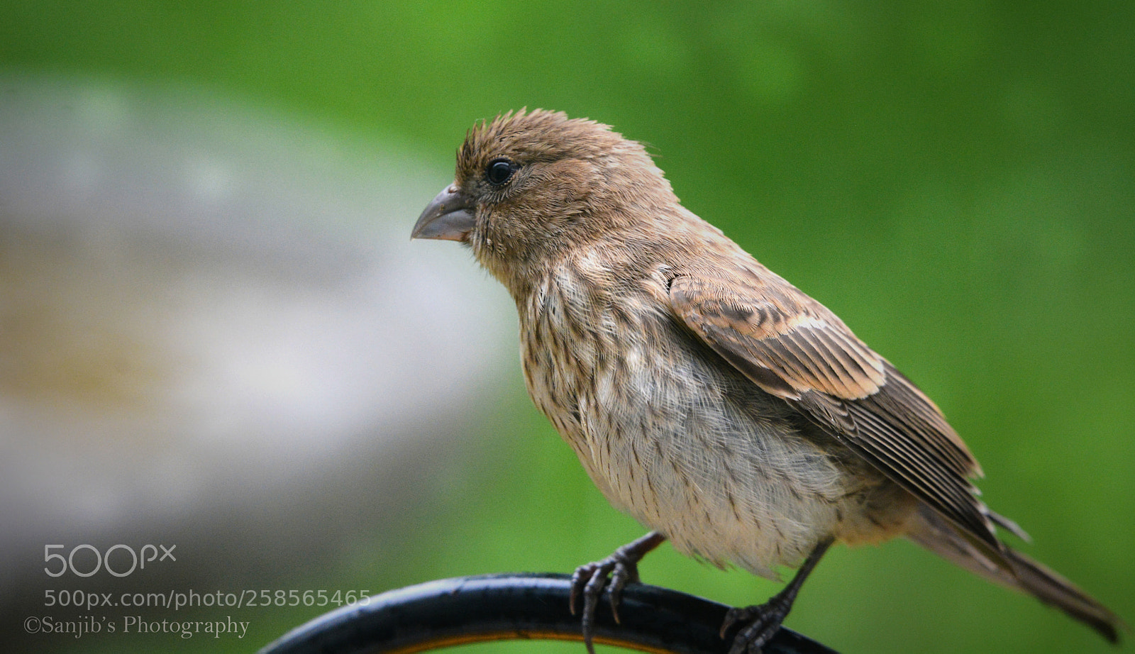 Nikon D7100 sample photo. Bird photography