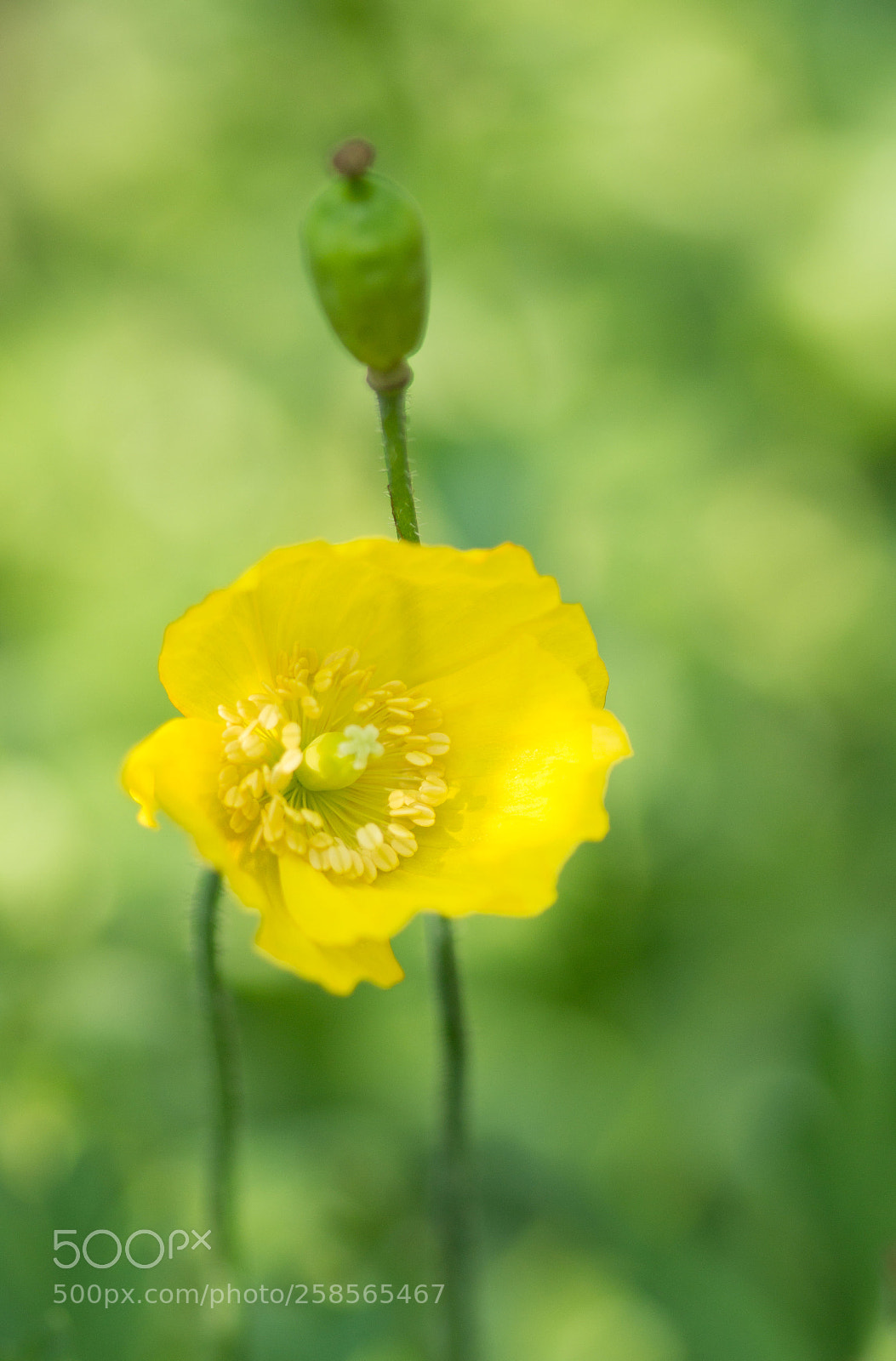 Sony SLT-A58 sample photo. Gelbermohn photography