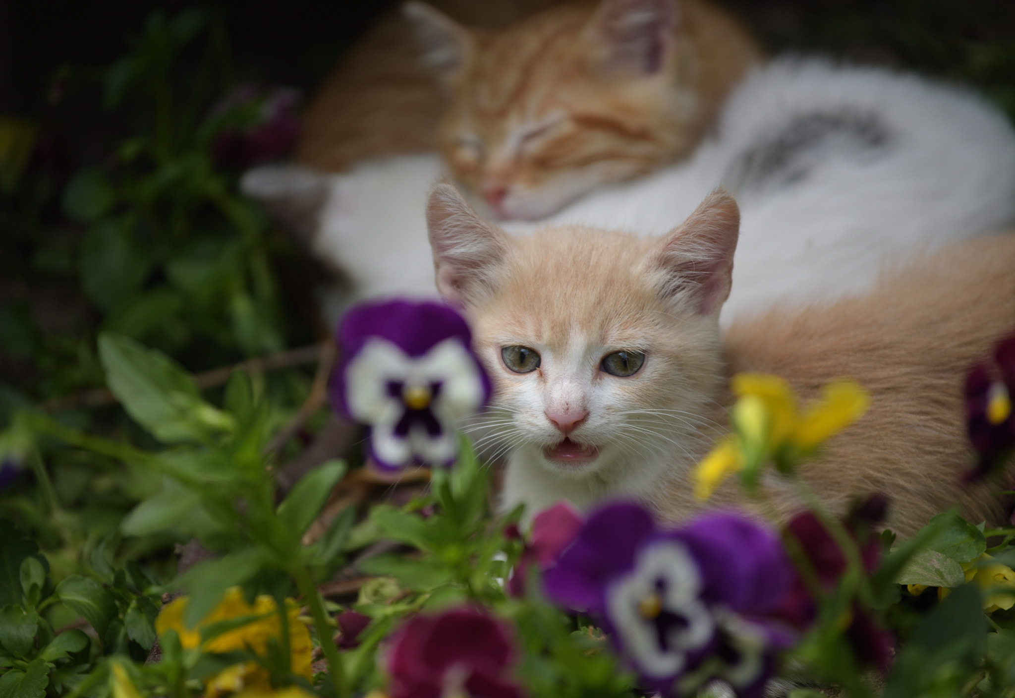 Nikon AF-S Nikkor 70-200mm F4G ED VR sample photo. Beauty behind the flowers photography