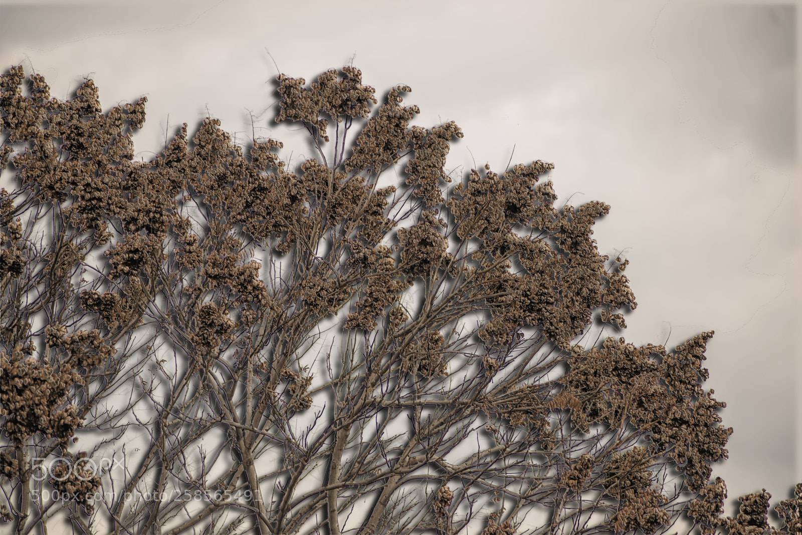 Nikon D600 sample photo. Brown bushes photography
