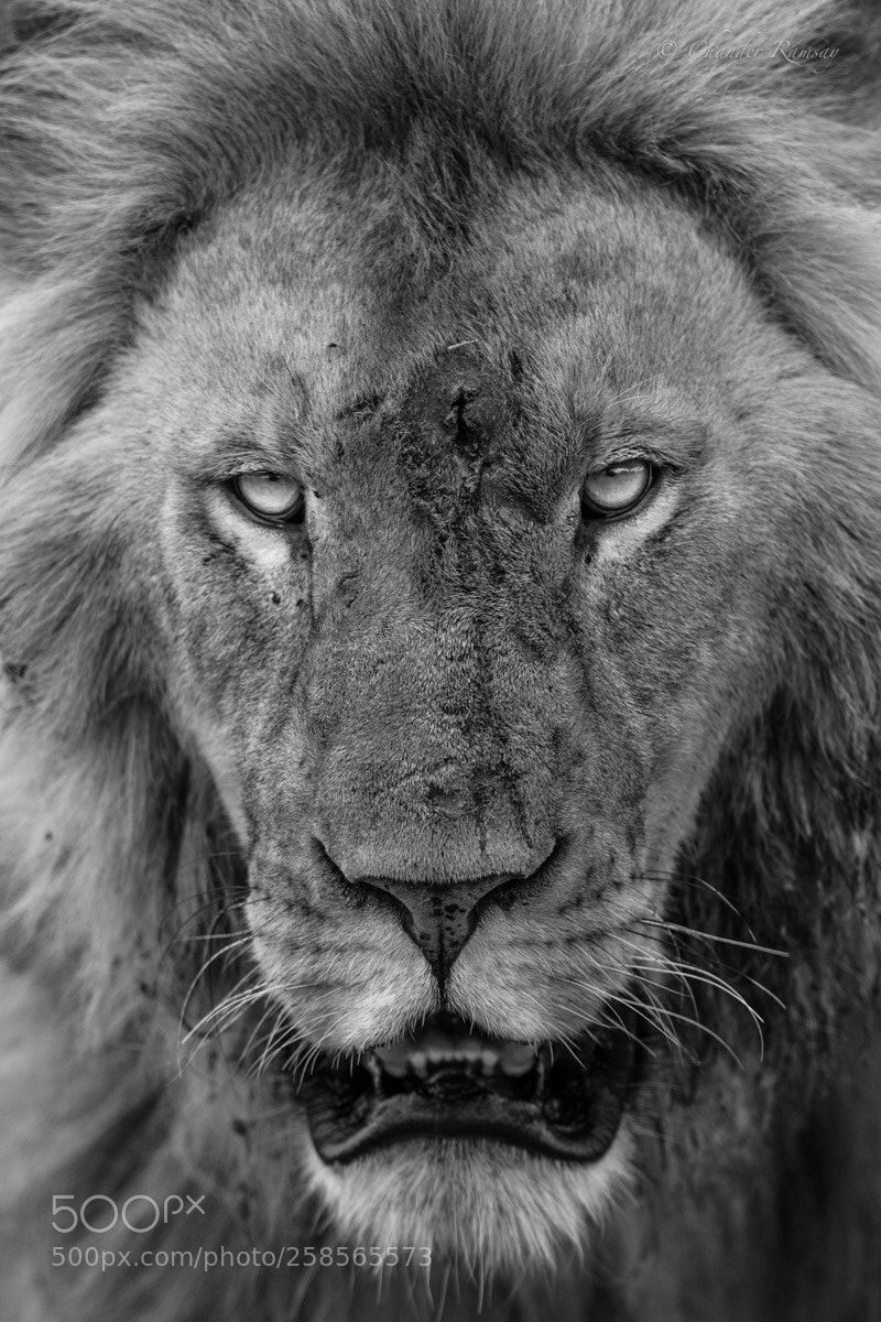 Nikon D850 sample photo. Scar face photography