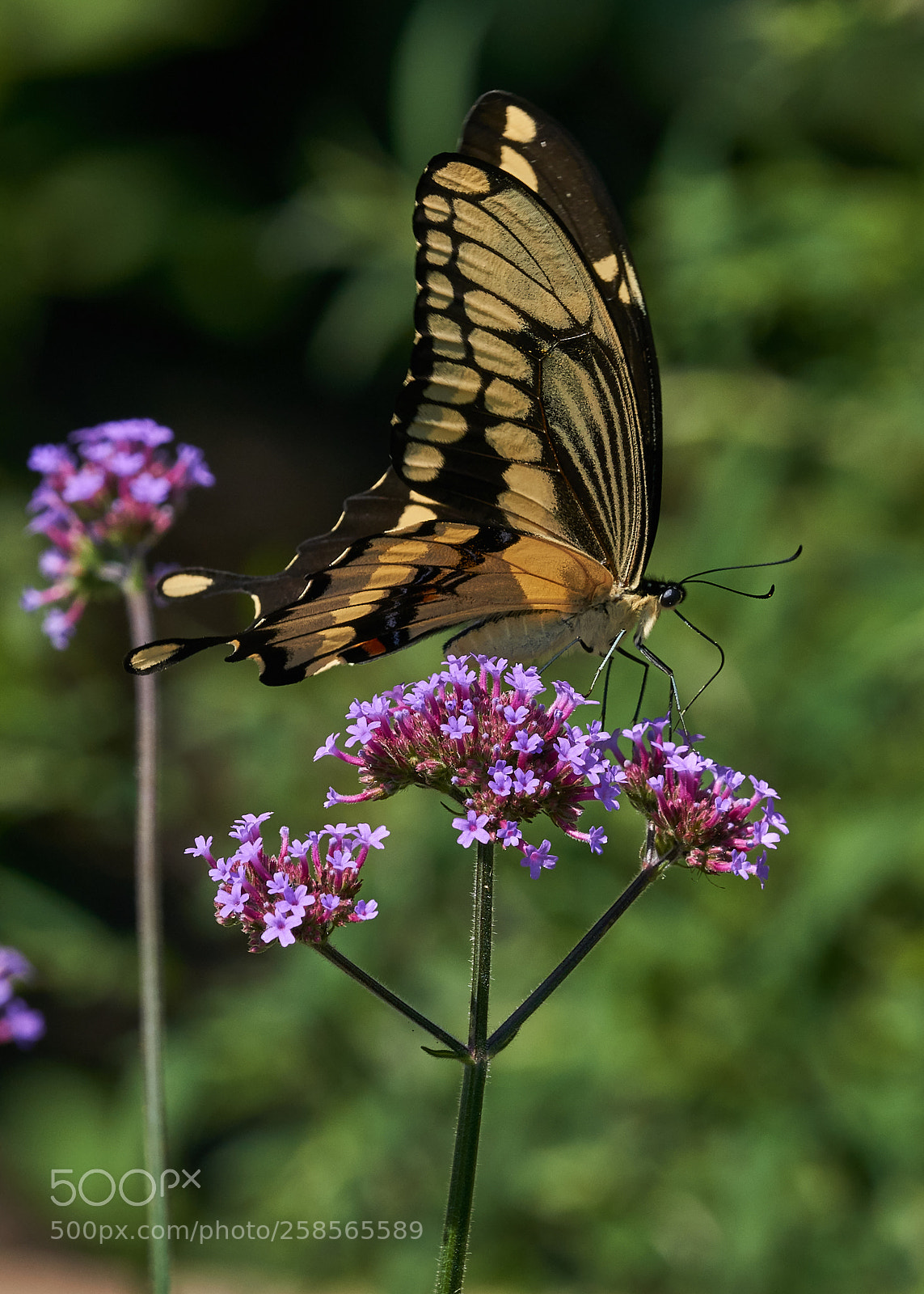 Sony a6000 sample photo. Giant swallowtail photography
