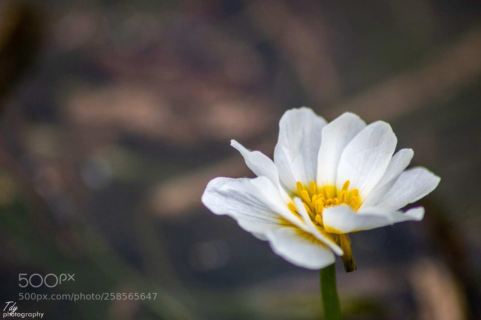 Canon EOS 750D (EOS Rebel T6i / EOS Kiss X8i) sample photo. Ranunculus penicillatus photography